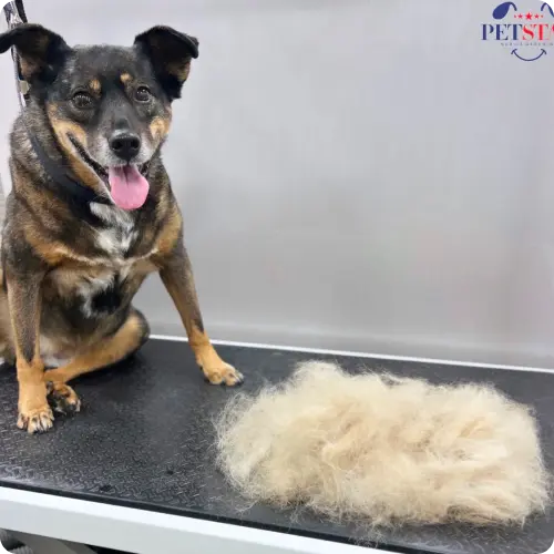 petstar mobile grooming